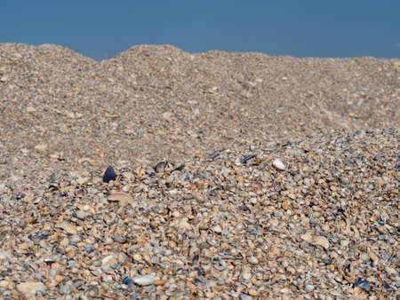 Large piles of seashells against the blue sky. The texture of small and large, colorful seashells....