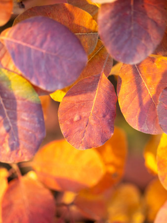 autumn leaves background. Red and Orange Autumn Leaves Background, Golden autumn in warm colorsの写真素材