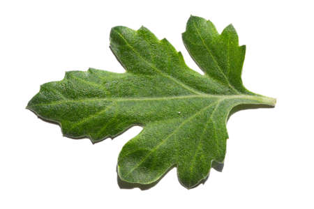 Bright juicy green leaf isolated on white. Close-up of a chrysanthemum leaf isolated on a white...