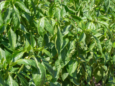 Thickets of vegetable pepper bushes. Close-up of green sweet pepper plants with flowers and ovariesの写真素材
