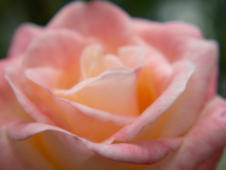 Macro photo of a pale pink rose flower. Soft image, selective focus. romantic background. rose petals close-up, macro photography. a gentle background for a greeting banner, postcardsの写真素材