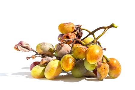 A brush of grapes affected by the disease on a white background. Close-up of a bunch of grapes with berries affected by powdery mildew (mildew, oidium) isolated on a white backgroundの写真素材