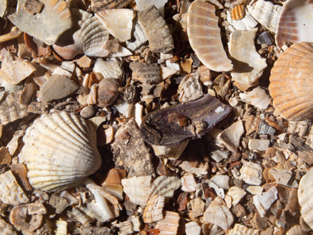 Natural texture of whole and broken seashells for background. Natural background, texture with rounded relief sea shellsの写真素材