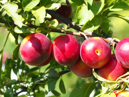 Ripe plums hanging on a branch in the garden on a sunny day close-up. A branch of a plum tree with ripe juicy fruitsの写真素材