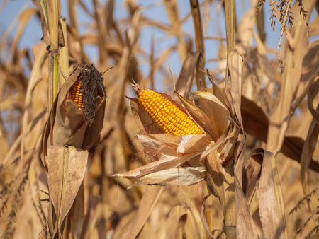 Ripe maize corn on the cob. Ears of ripe golden corn (maize) on plants against the skyの写真素材