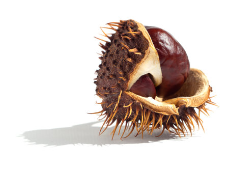 Brown box of prickly chestnut with nuts on a white background. Opening chestnut fruit with pits inside a close-up of a white backgroundの写真素材
