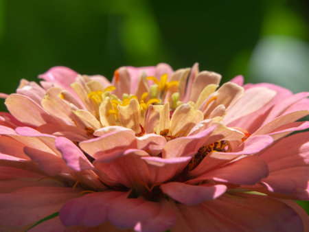 Colorful floral macro background. Close-up of a defocused pink flower on a green backgroundの写真素材