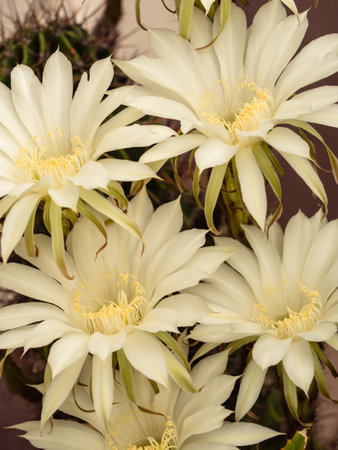 Macro of white cactus flowers, floral background. Close-up of graceful white cactus flowers. Textured summer floral backgroundの写真素材