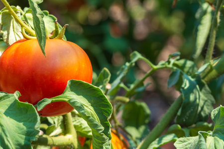 Close-up of a ripe organic tomato on a bush among the foliage. Fresh healthy tomatoes growing in the gardenの写真素材