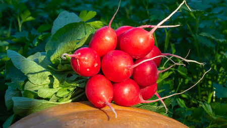 A bunch of freshly picked organic red radish on a background of parsley greensの写真素材