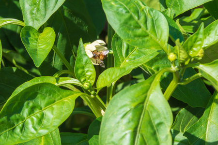 Close-up of green plants of sweet vegetable pepper with flowersの写真素材