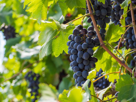Close-up of bunches of ripe black grapes on a vine. Bunches of ripe black-and-blue grapes hang on a vine among the foliageの写真素材