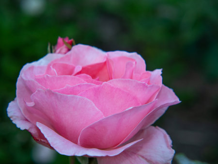 A blooming bud of a light pink rose in the garden. Pink rose flower with graceful petal lines close-up on a green backgroundの写真素材