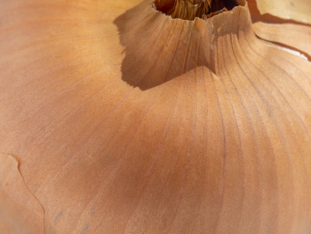 Macro of onion bulb surface for background. Natural background texture of golden yellow color from the surface of the onion. Onion husk texture backgroundの写真素材