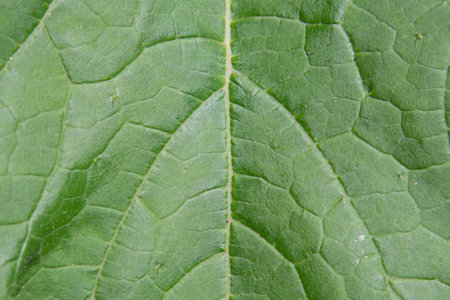 Nature macro background with green leaves. Macro photo of green leaf surface texture-natural backgroundの写真素材