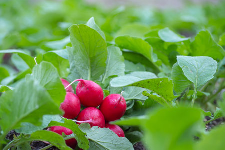 A bunch of freshly picked organic red radish lies on a bed in the foliageの写真素材