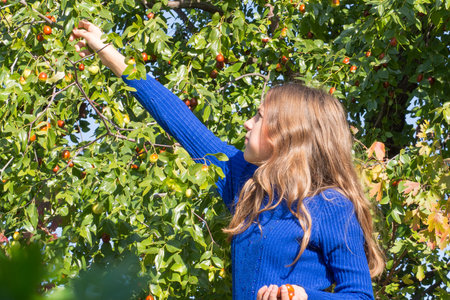 A girl in a blue blouse plucks ripe juicy unabi berries (Chinese date) from a tree. Teenage girl enjoying ripe fruits in the gardenの写真素材