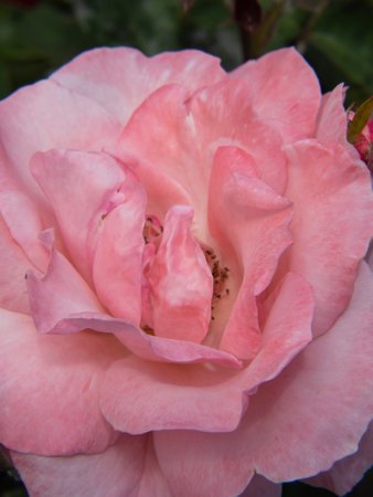 Close-up of a pink rose flower in the garden. A rosebud with elegant petals in a summer garden macro photo. Floral macro backgroundの写真素材