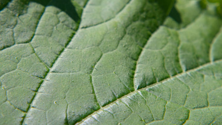 Macro photo of green leaf surface texture-natural background. Nature macro photo background with green leavesの写真素材