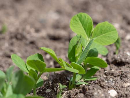 Close-up of green pea shoots in the open ground. Small plants as the beginning of a new lifeの写真素材