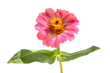 A pale pink zinnia flower is isolated on a white background. Beautiful blooming pink flower of chamomile gerbera on a white backgroundの写真素材