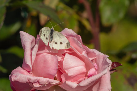White butterfly on a pink rose flower close-up in a green gardenの写真素材