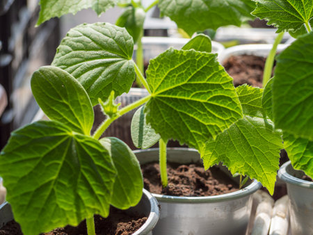 Cucumber seedlings near the window, green leaves close-up, focus in the center. The concept of gardening (gardening), growing seedlings at home on the windowsillの写真素材