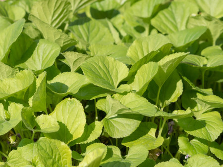 Green Leaves Pattern Background, Natural Lush Foliages of Leaf Texture Backgroundsの写真素材