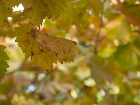 Yellow autumn grape leaf in the foreground-autumn natural backgroundの写真素材
