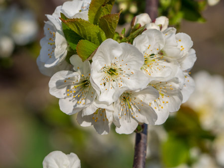 Macro photo of elegant white cherry blossoms on a branch in a blooming garden. spring floweringの写真素材