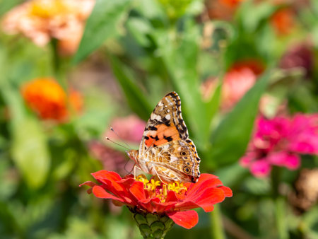 View of a colorful butterfly on flowers in the garden of the park. Close-up Of Butterfly Pollinating On Flowerの写真素材