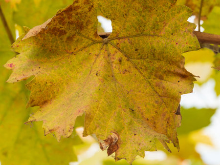 autumn leaves. Yellow-green autumn grape leaf macro photo -autumn natural backgroundの写真素材