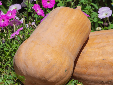 autumn pumpkin harvest. Organic orange pumpkins close-up at the Autumn Harvest Festival on a background of flowersの写真素材