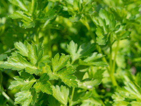 Parsley branches with green leaves macro photo on a sunny spring day in the garden. Natural unprocessed parsley plants close-up in natural conditionsの写真素材