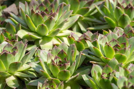 Close-up of succulent plants-natural background texture of juicy foliage