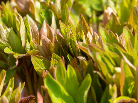 Background texture of young green leaves in sunlight. Natural background of peony leavesの写真素材