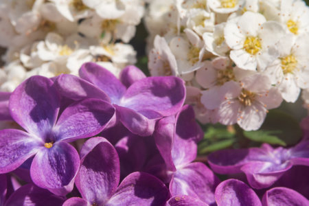 Macro photography of elegant purple petals of lilac flowers on a background of white flowers. Texture floral background for the design.の写真素材