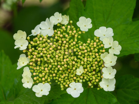 Natural texture with white flowers and green leaves. Blooming inflorescences of viburnumの写真素材