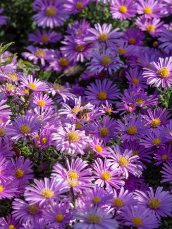 Blooming autumn aster. Carpet of aster flowers for a floral backgroundの写真素材