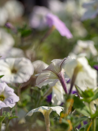 Unfocused Floral background of blooming pale white petunia flowersの写真素材