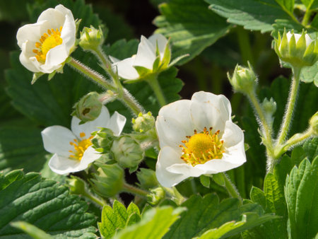 Close-up of small white flowers in green foliage. Flowering of garden strawberries macro photoの写真素材