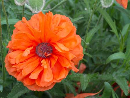 Beautiful red poppy flower on the background of foliage, top view. Blooming red poppy flower close-up in a green gardenの写真素材