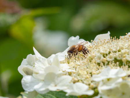 Bee collects pollen on white flowers- macro photo. Honey bee pollinates flowers of blooming viburnum close-upの写真素材