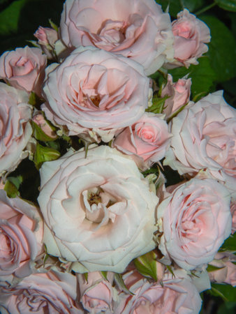 Blooming flowers pale pink roses in summer garden close-upの写真素材
