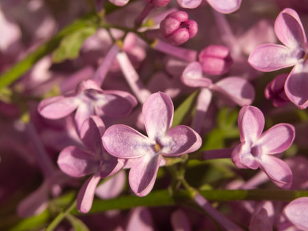Lilac flowers macro. Macro photo of delicate pink lilac flowers - spring floral background, soft focus, shallow depth of fieldの写真素材