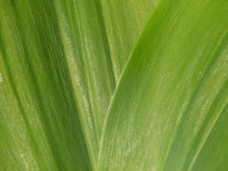 Leaf texture pattern for spring background, green leaf texture, ecology concept, selective focusの写真素材