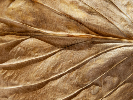 The texture of a dry yellow leaf. Close-up of a dried plant leaf with a pronounced texture, selective focus - Abstract natural textured backgroundの写真素材