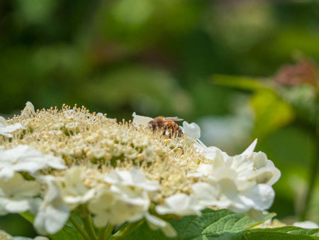 Bee in pollen on white flowers - macro photography. Honey bee pollinates flowers of blooming viburnum close-upの写真素材
