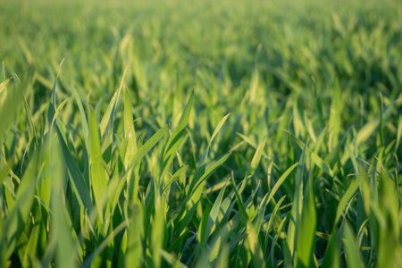Spring background with green grass. Young green shoots grass on the field