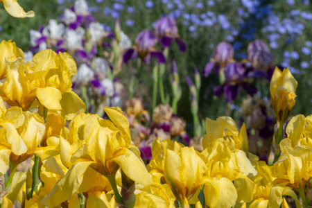 Spring flower card with yellow iris flowers, a place for text. Summer background with flowersの写真素材